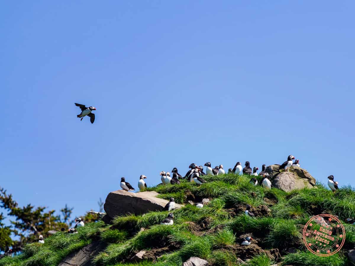 o'brien's boat tour puffin sighting on witless bay island