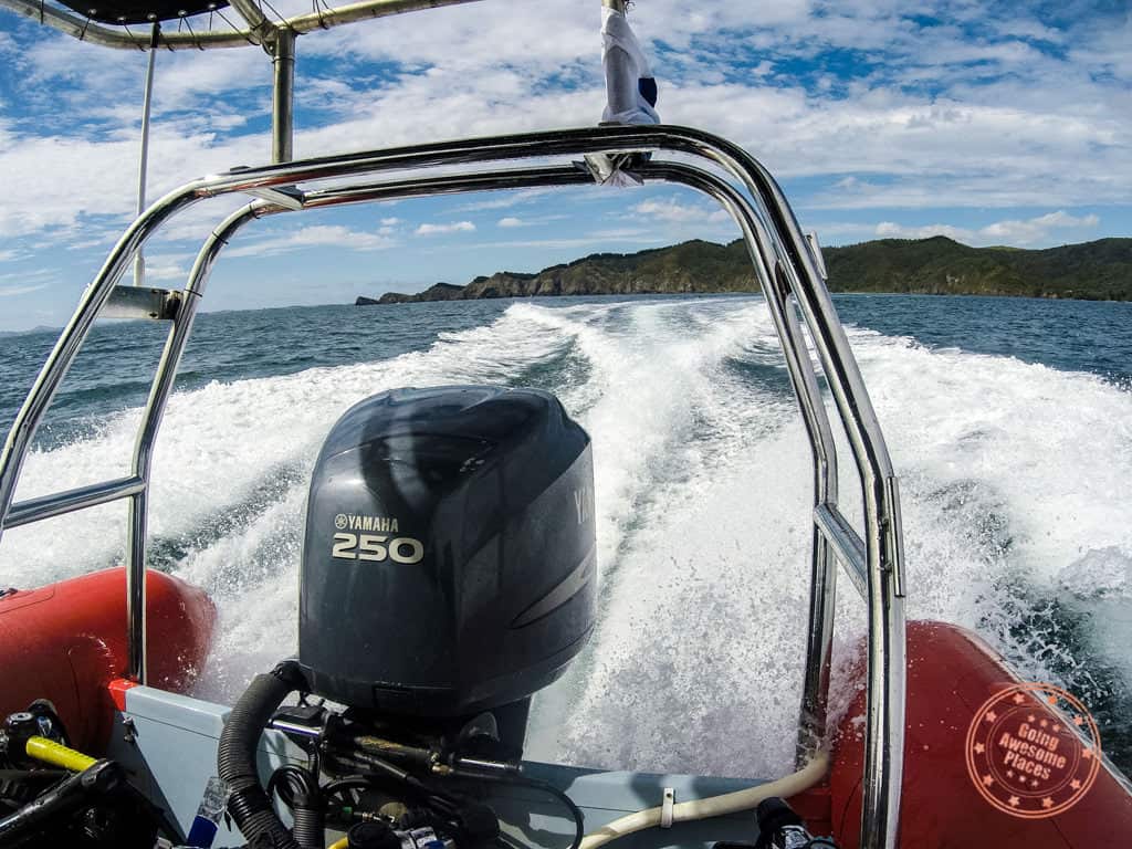 paihia dive boat