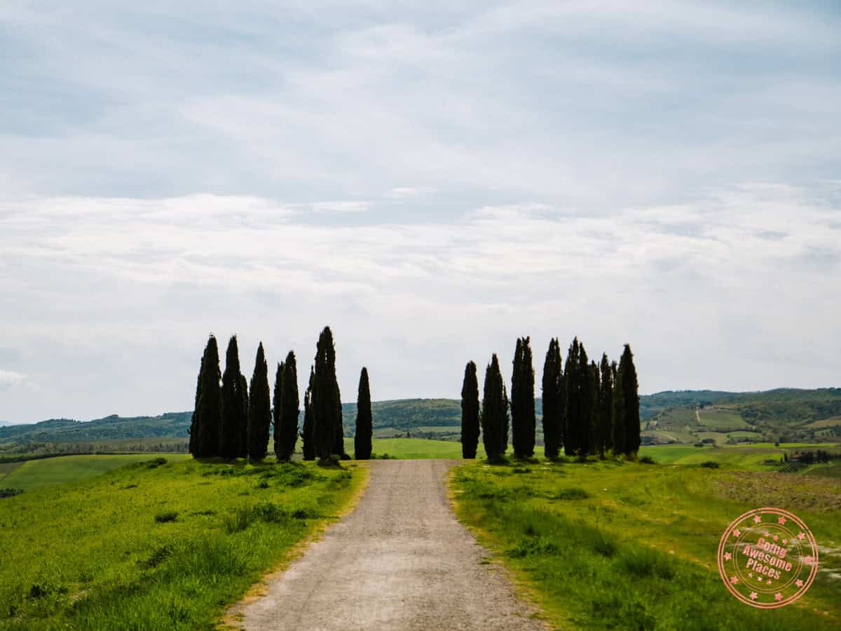 main ring of cypress trees at cipressi di san quirico