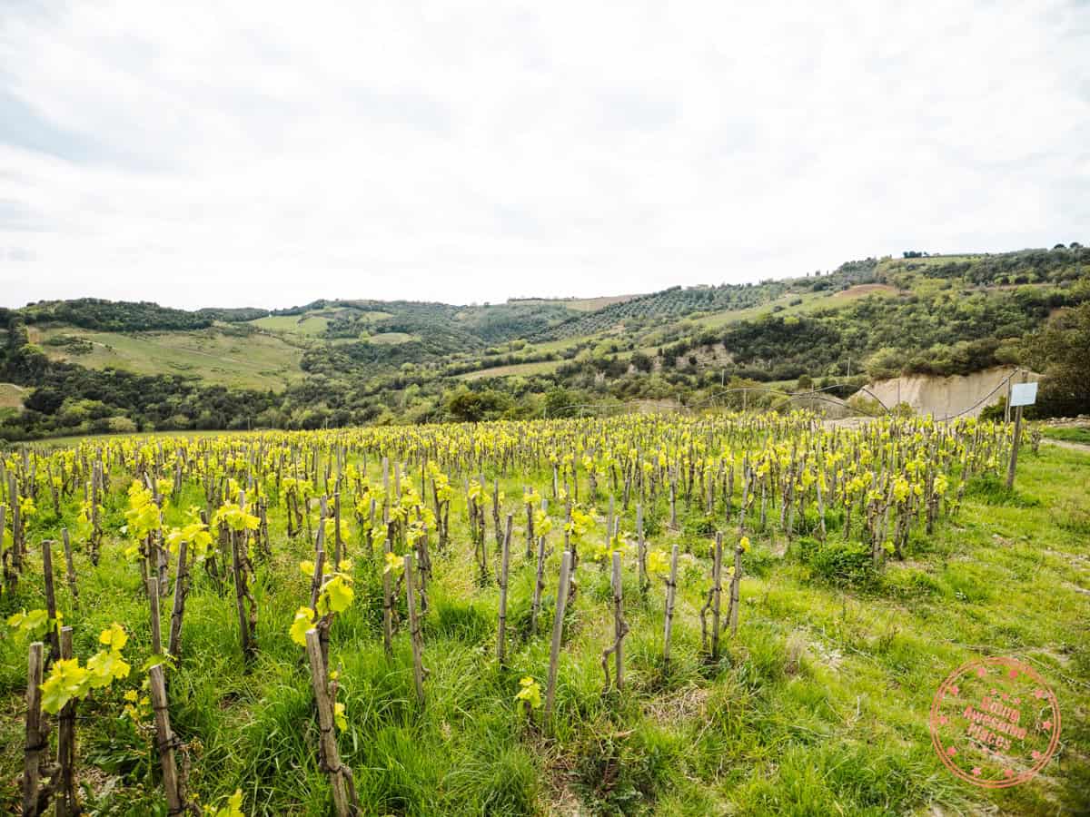 podere le ripi vineyard