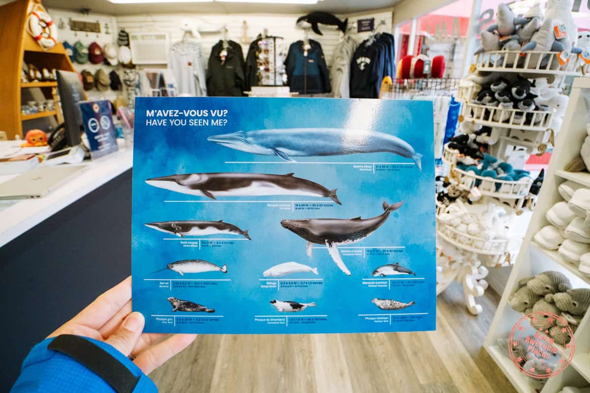 the possible different whales of the st lawrence river that you'll be able to spot