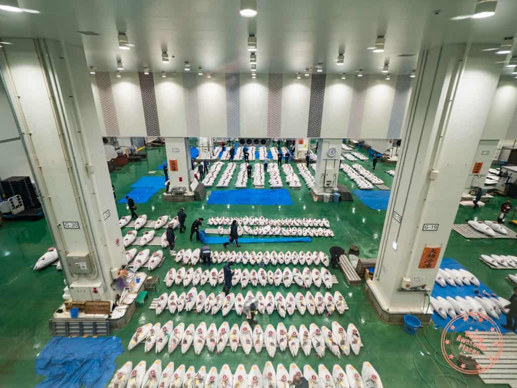 see the scale of the tuna auction at toyosu fish market in tokyo