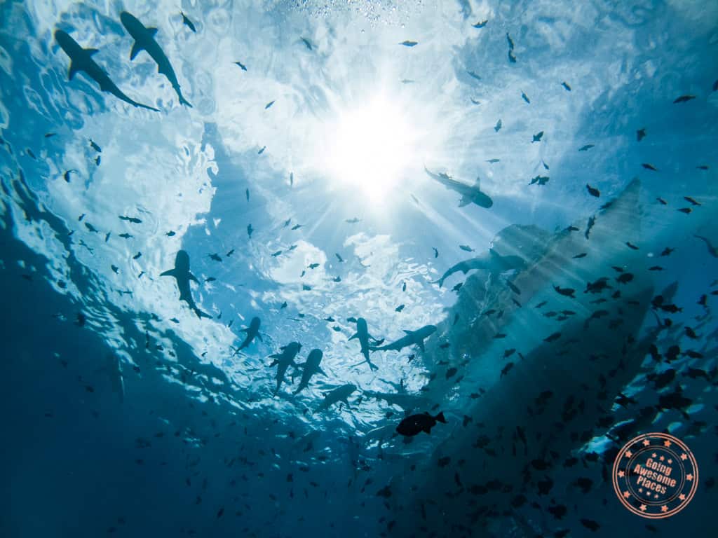 excursion costs scuba diving with topdive in bora bora 