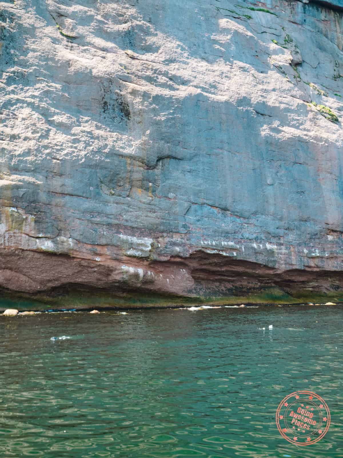 seals swimming around bonaventure island