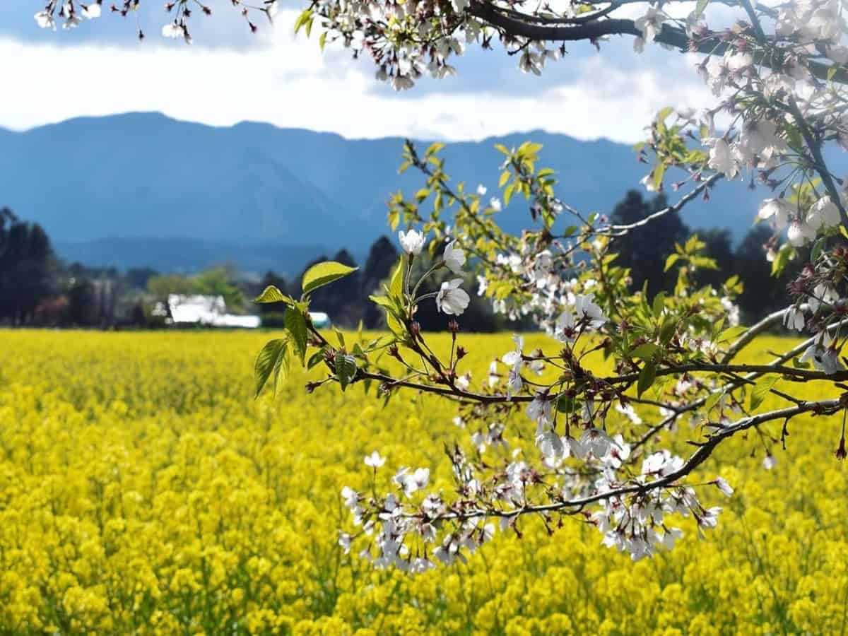 close up of cherry blossom branch in front of pretty field in shizuoka prefecture