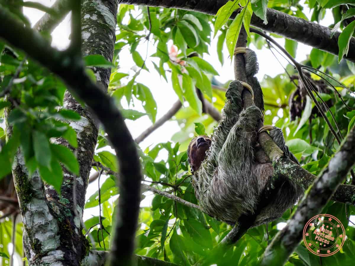 sloth hanging in the tree on bogarin trail la fortuna