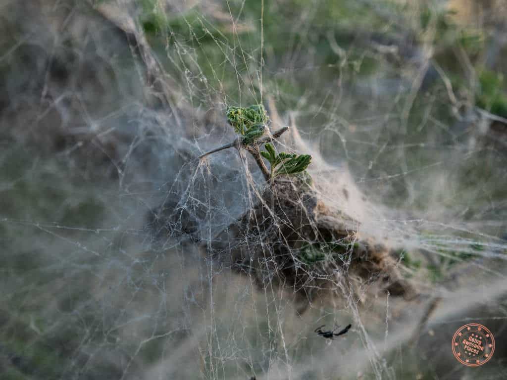 planning a safari in south africa - spider webs spotted during sunset drive at kruger national park