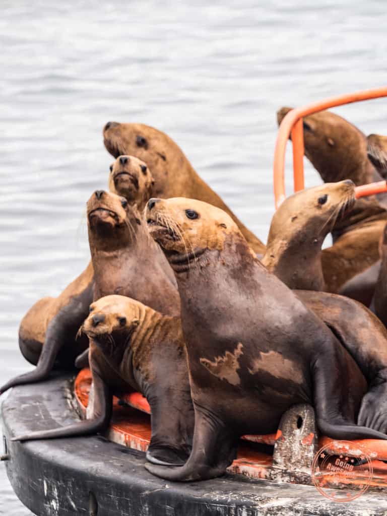 stellar sea lions steveston bc