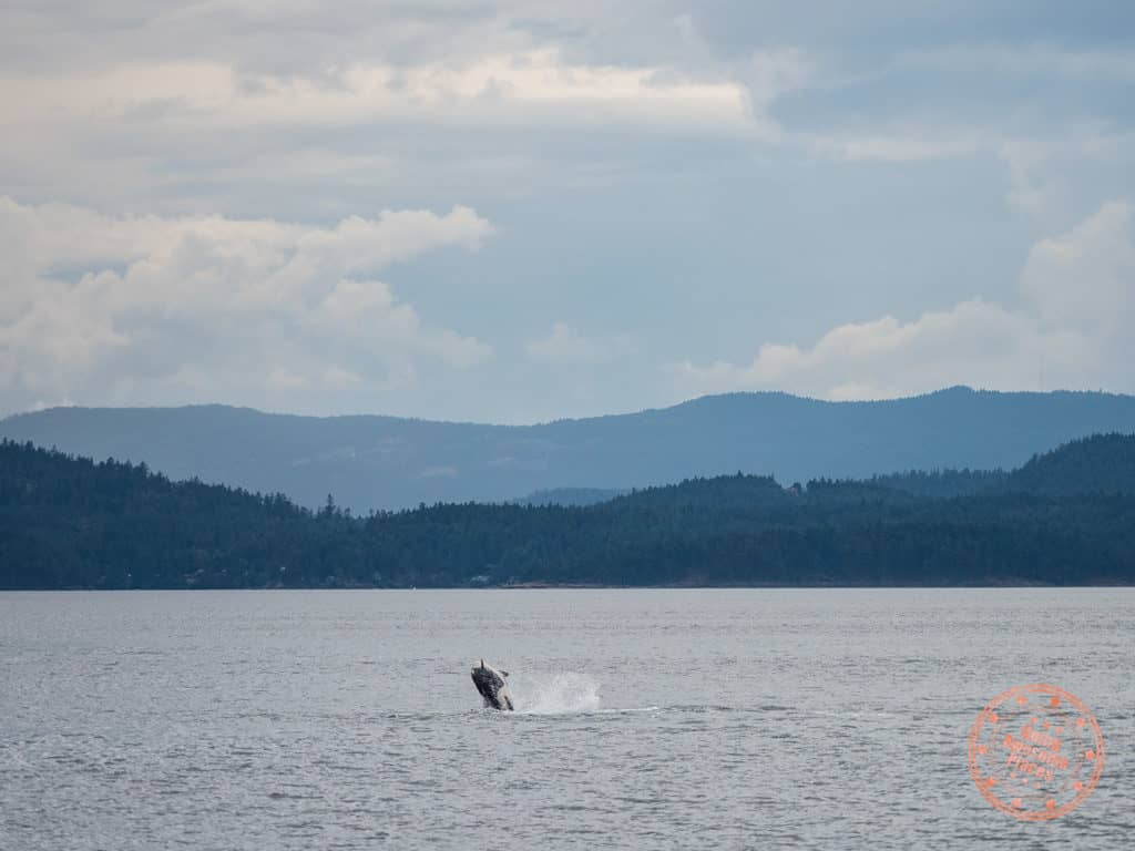 orca sighting with steveston seabreeze adventures whale jumping