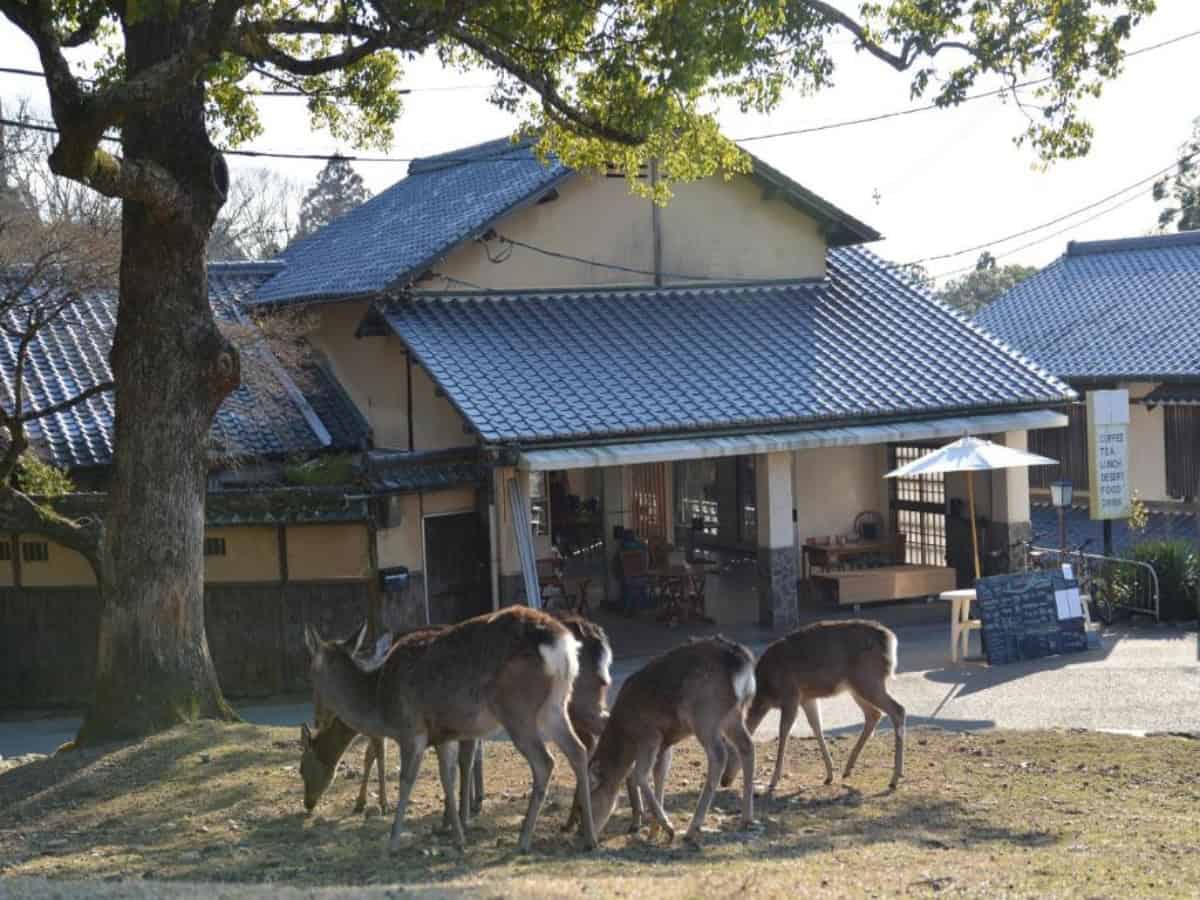 deer grazing outside the deer park inn