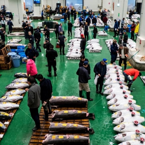 how to apply for toyosu fish market tuna auction observation deck lottery