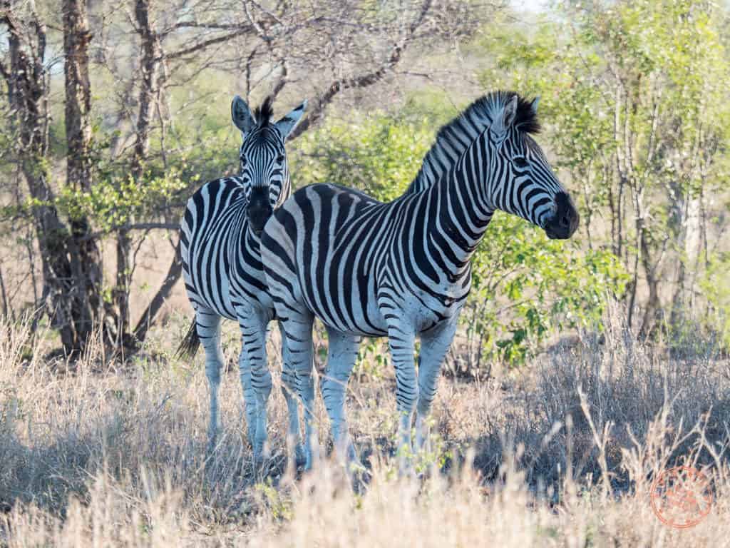 how to plan a safari in south africa with two zebras at kruger national park