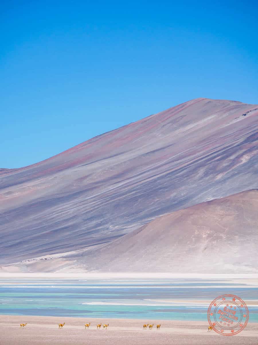 vicuna herd amongst pastel mountains of atacama