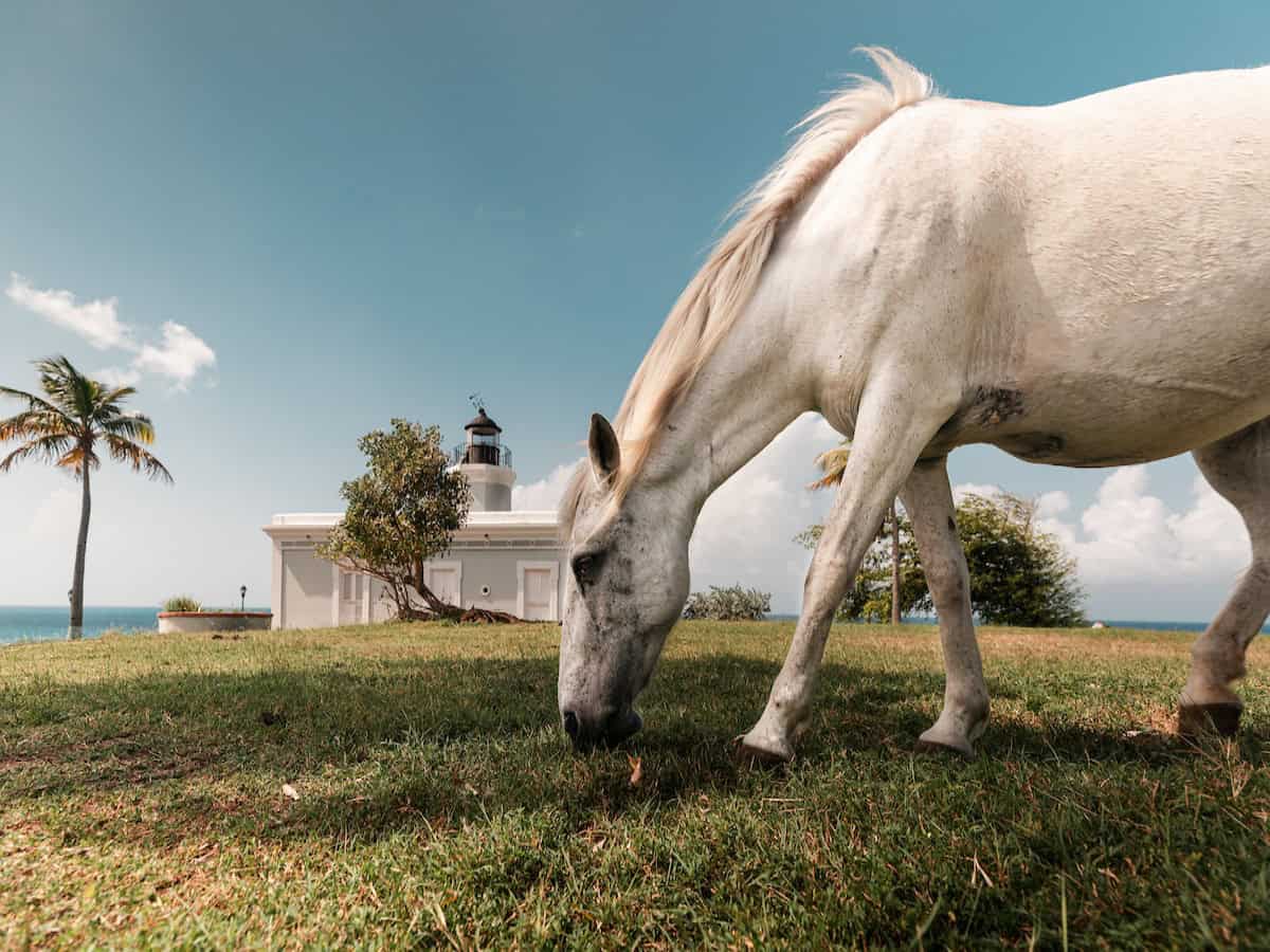 wild horse eating grass on vieques island