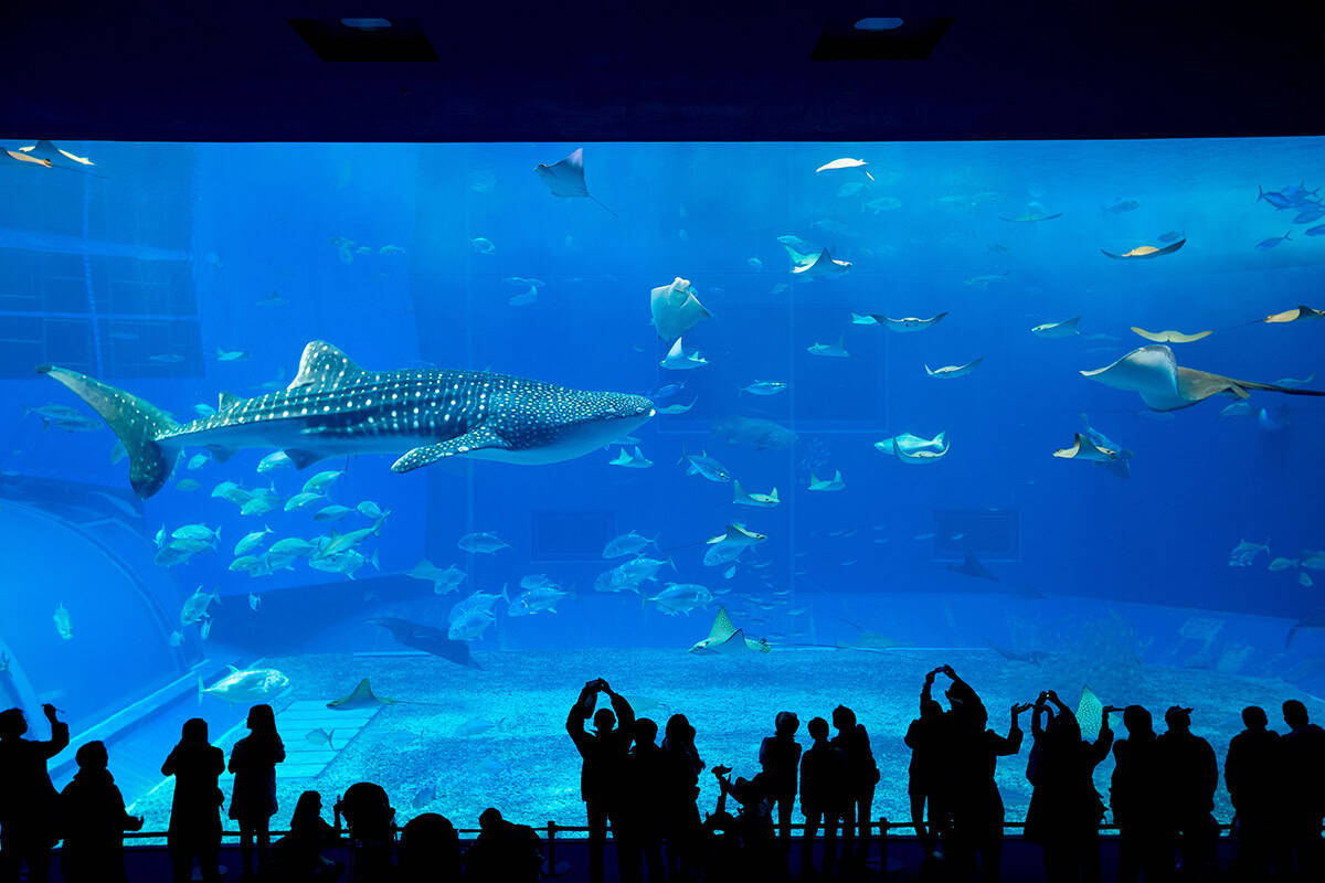 whale shark swimming by in okinawa churaumi aquarium