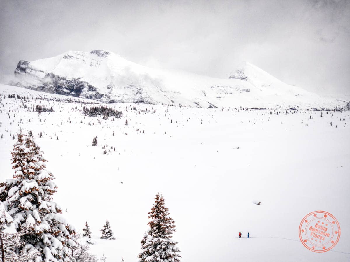 white mountain adventures snowshoe sunshine meadows winter excursion