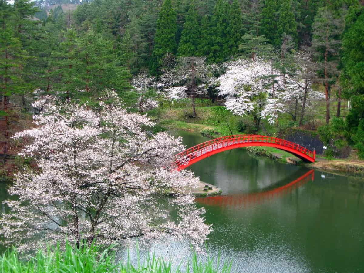 stunning view of bridge and cherry blossoms on yokote park in akita